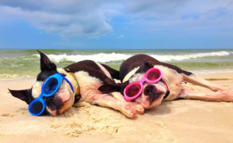 30A pet friendly